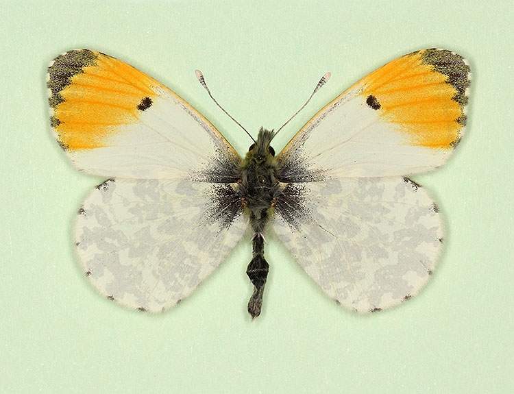 Anthocharis cardamines male (aberrant form ochracea) (Internet Image property of respective owner, non-commercial use only)